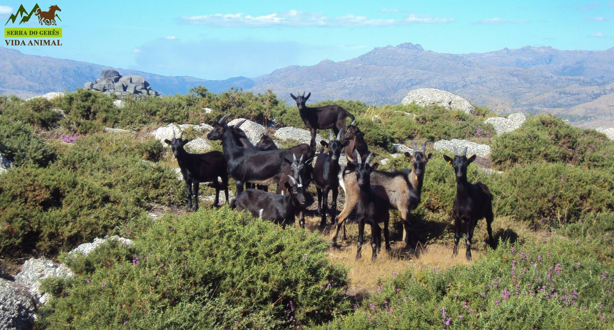 Ecótipo Gerês