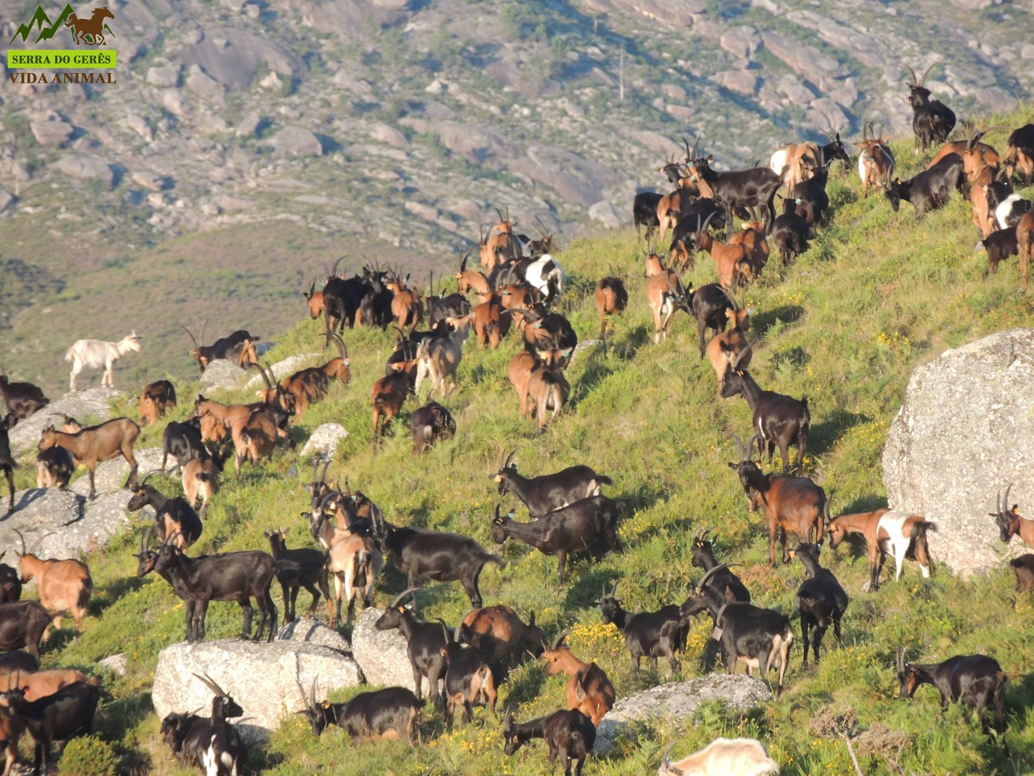 Ecótipo Gerês